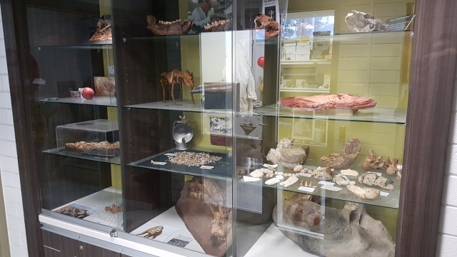Assorted bones display