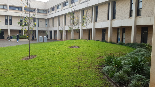Courtyard grass