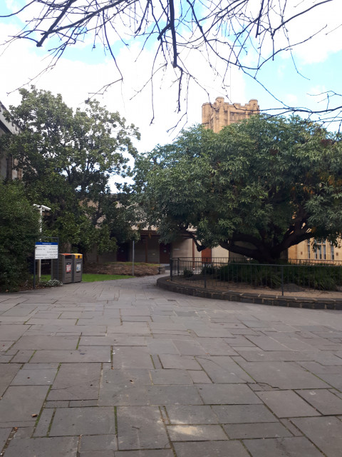 Cussonia court