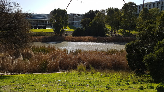 Lake from physical sciences building.