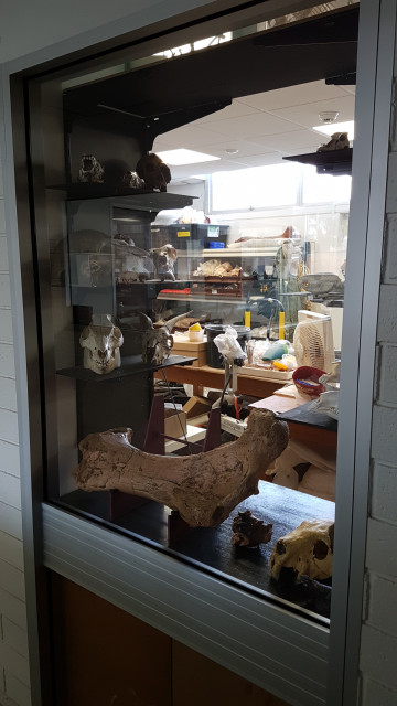 Skull display